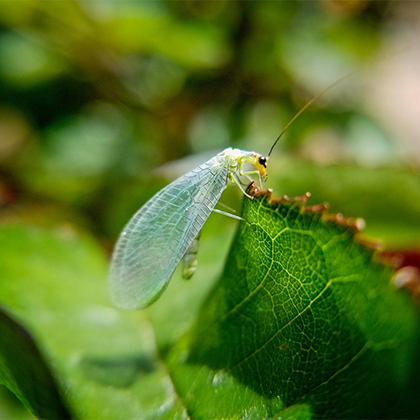 lacewing on a leaf