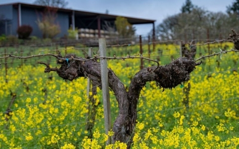 Yellow mustard cover crop at Bethel Heights Vineyard