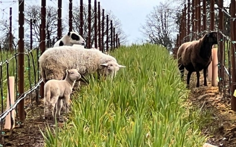 Sheep grazing in cover crop at Left Coast Estate