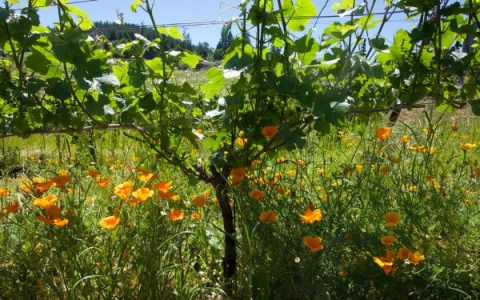 California poppy undervine cover at Ambar Estate Vineyard.jpg