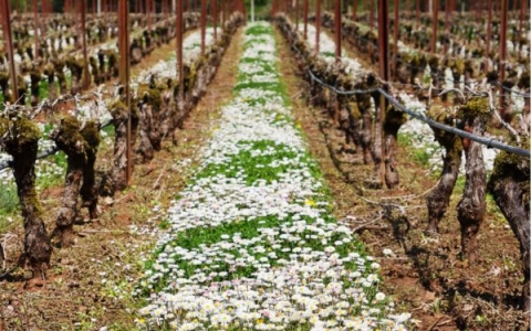 Daisy cover crop at Stoller Family Estate.jpg