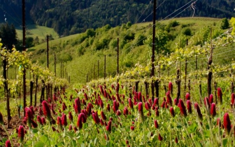 Red clover cover crop at Fairsing Vineyard.jpg
