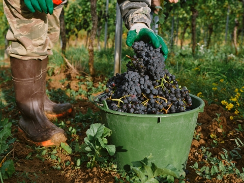 Buy and sell LIVE certified fruit at our *new* LIVE Farmstand