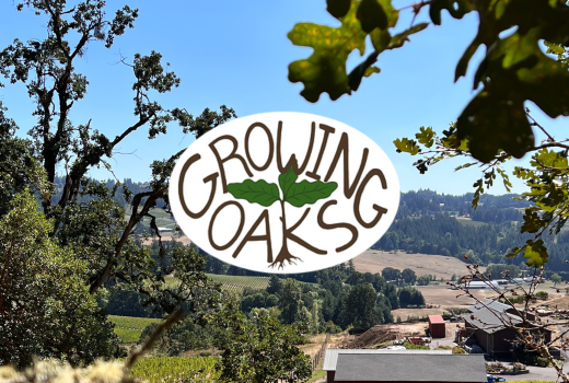 Growing Oaks: Help Us Collect Acorns!