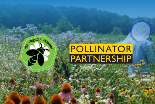 Happy Pollinator Week! *New Video* from Bee Friendly Farming